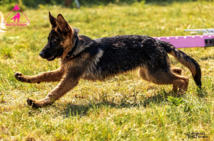 Kutya fut a pályán